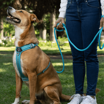 CORREAS DE CUERDA
